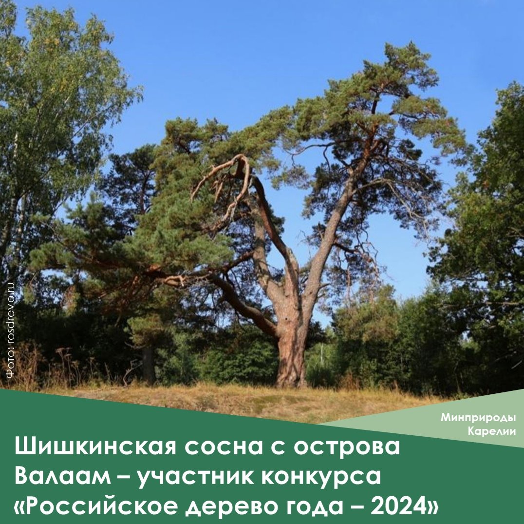 Выбираем Российское дерево года - 2024! | 29.05.2024 | Новости Питкяранты -  БезФормата